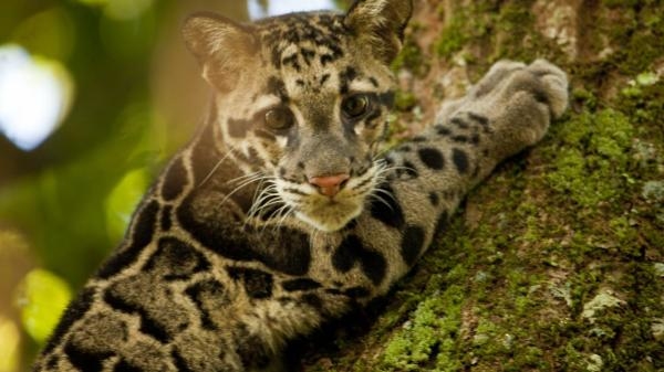 Povratak oblačastih leoparda