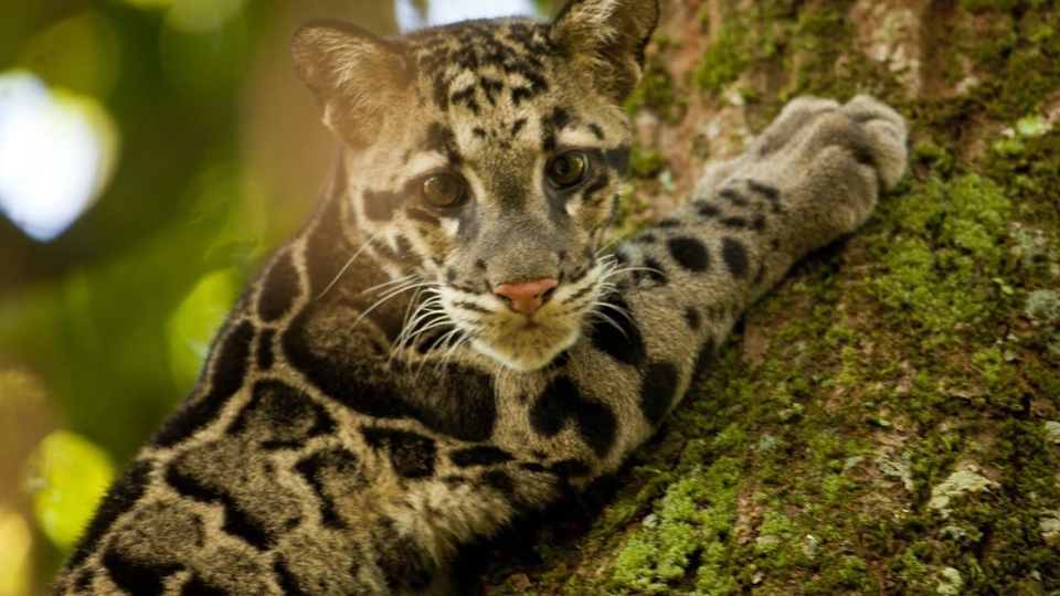 Dokumentarci Povratak oblačastih leoparda
