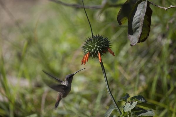 Wild Chile