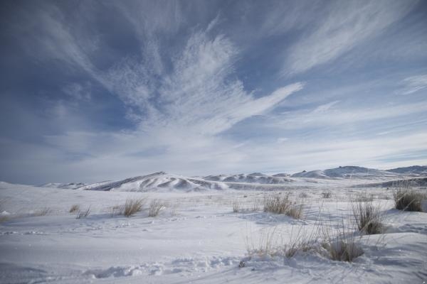 Dzika Mongolia