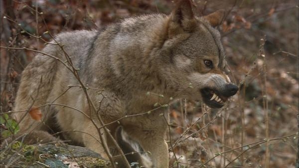 Zvířecí obři Evropy