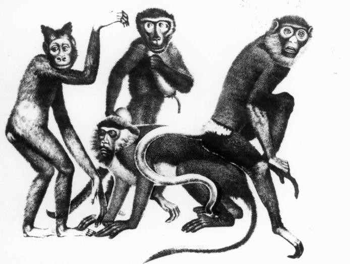 Film Historia naturae