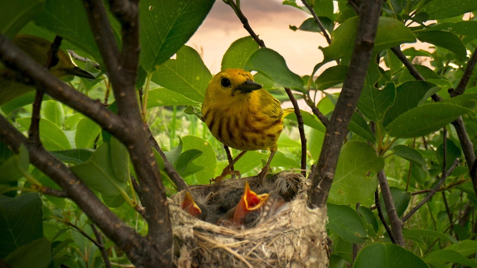 Dokumentarci Krila iznad vode