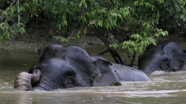 Borneo: Čudesna šuma