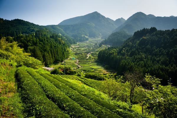Kierunek Wild: Dzika Japonia. Makaki japońskie
