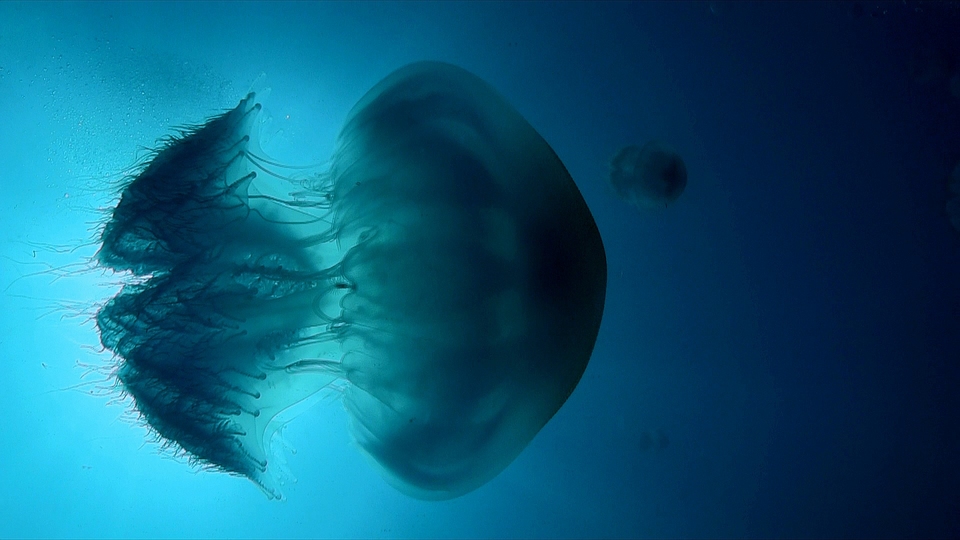 Documentary Mezi dvěma oceány