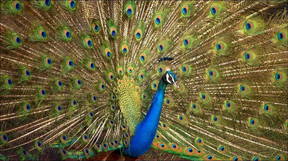 Dokument Barvy přírody