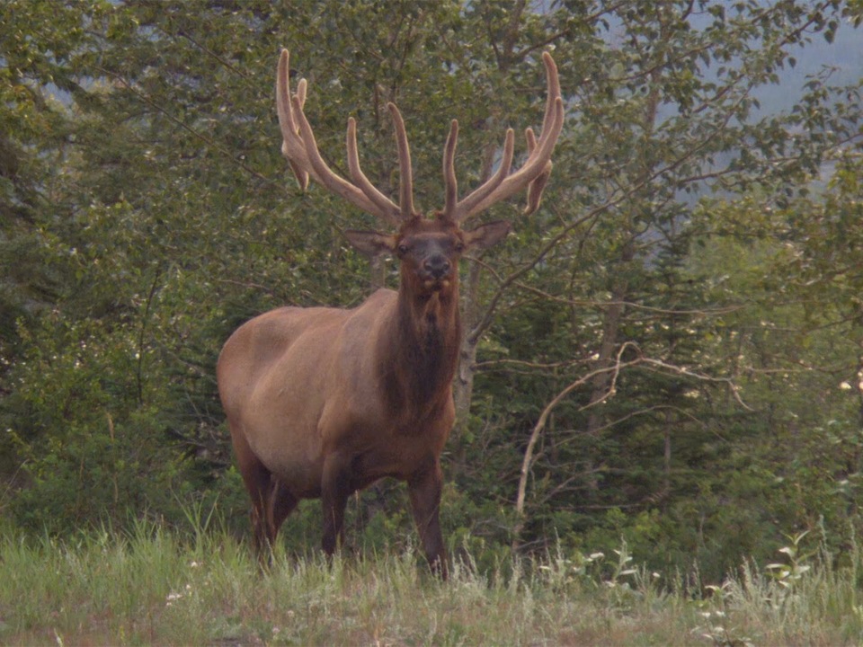 Документ Canada's National Parks