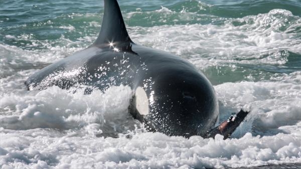 David Attenborough: Lov