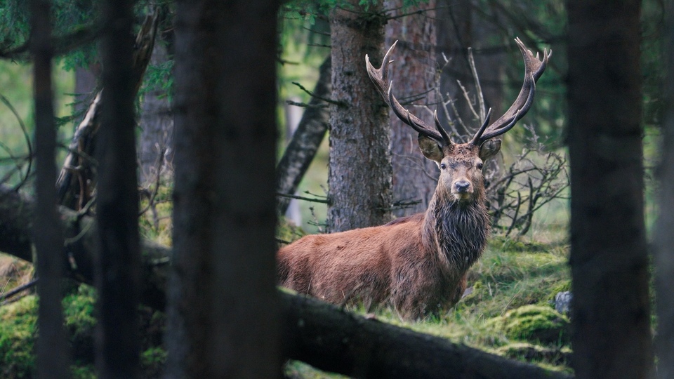 Dokument Divoké předhůří Alp