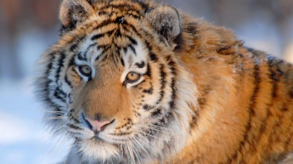 Rekordy v říši zvířat