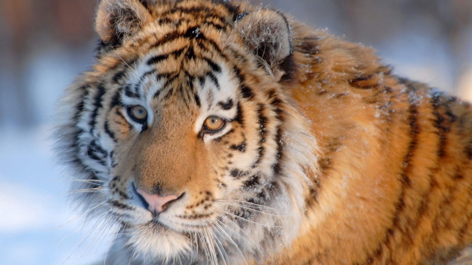 Dokument Rekordy v&nbsp;říši zvířat