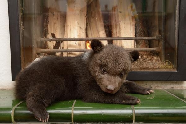 Méďové Václava Chaloupka