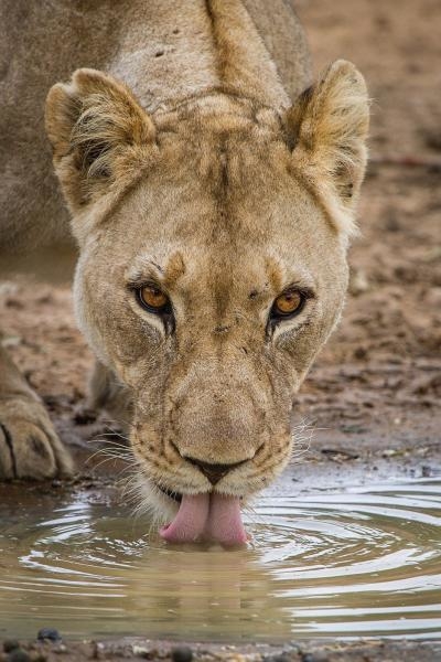 Napajedlo: Africká oáza zvířat