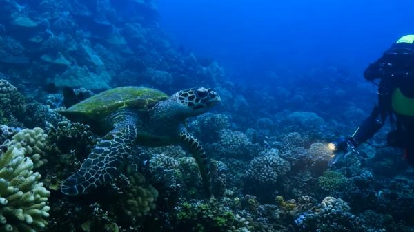 Perpetual Planet: Heroes of the Oceans