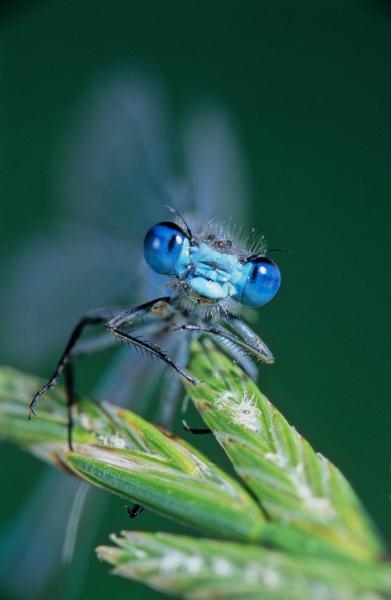 Life In The Undergrowth