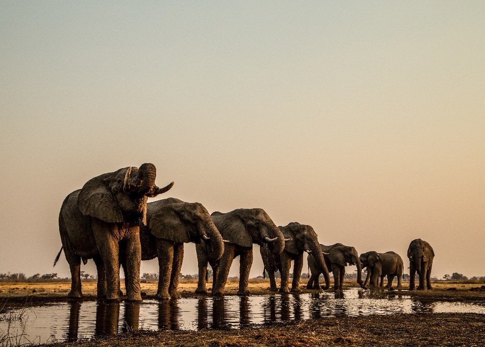Dokumentarci Okavango: River of Dreams