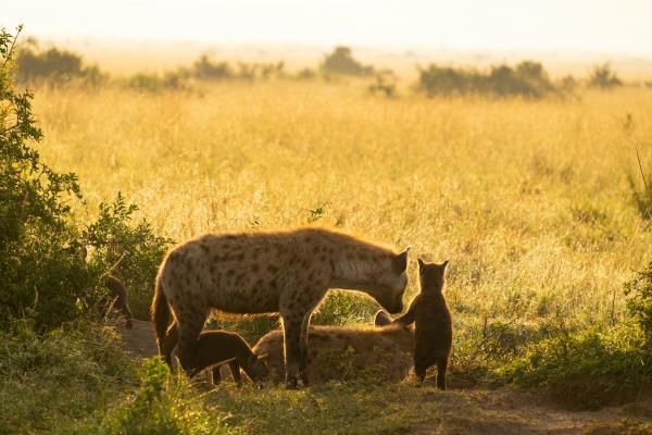 La premiere année des bébés animaux