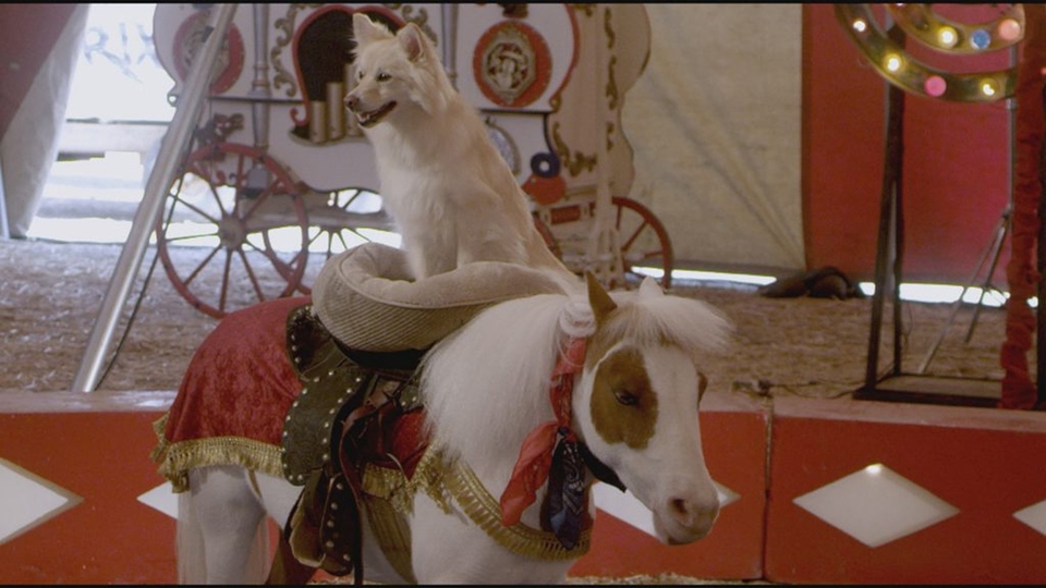 Film Pas i poni show