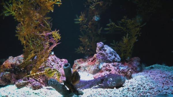 Seahorse aquarium
