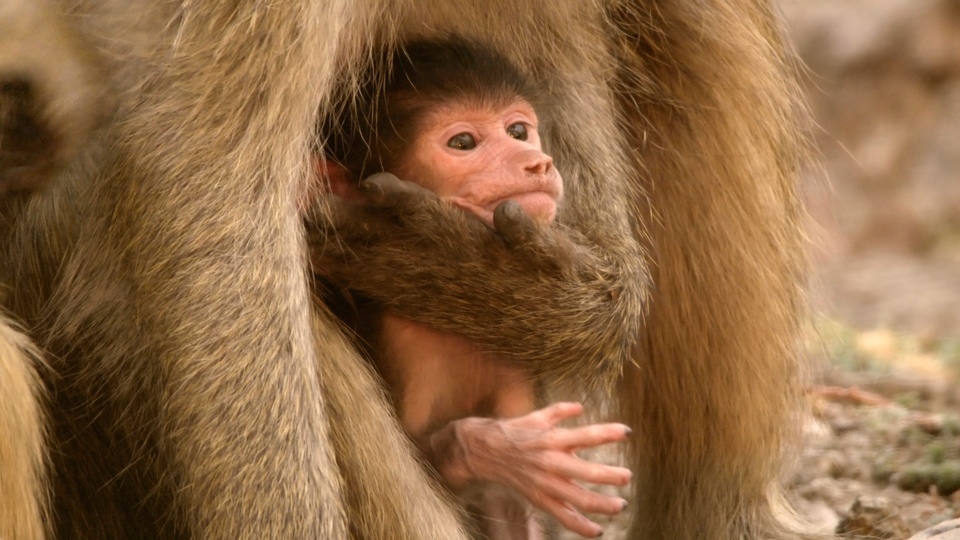 19 kanadských dokumentov online