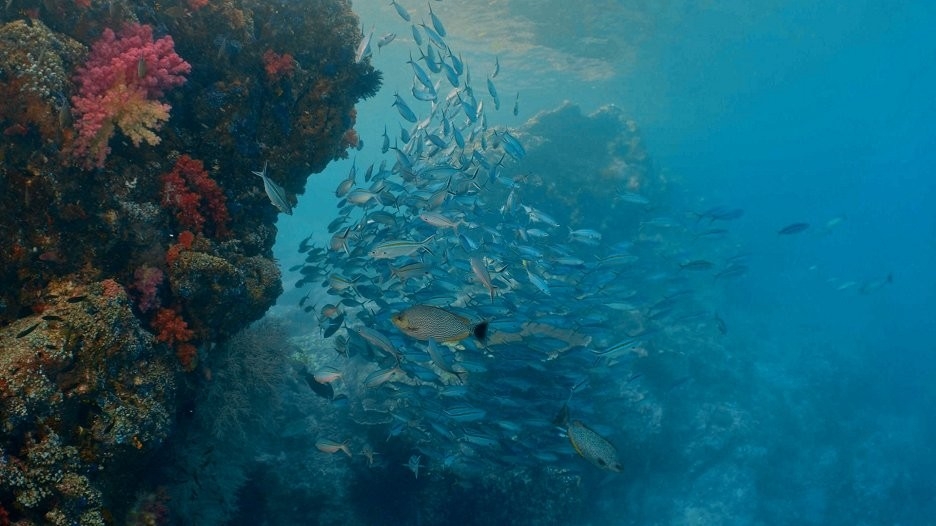 Документ Magic Circle of the Reef