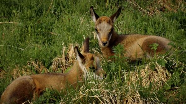 Arlberg: Divoký a světoznámý