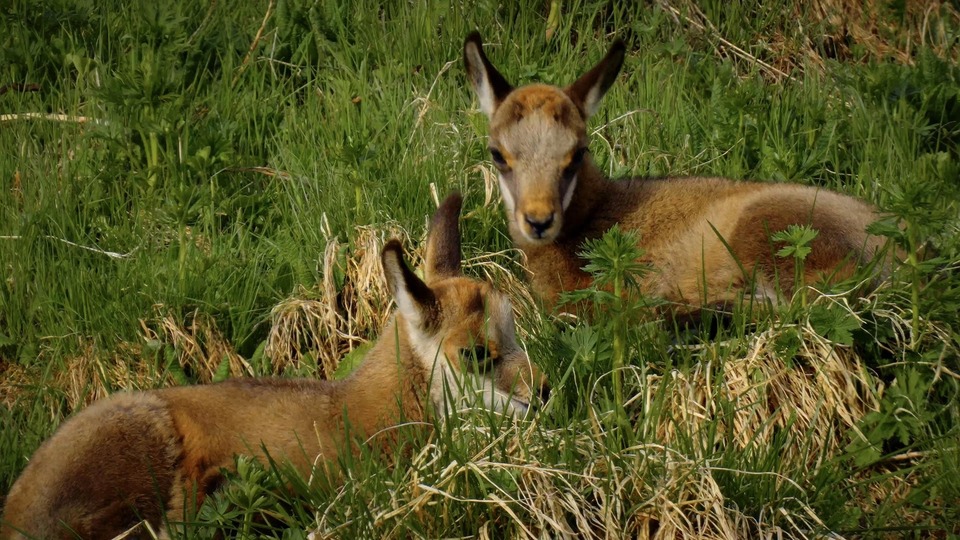 Dokument Arlberg: Divoký a&nbsp;světoznámý