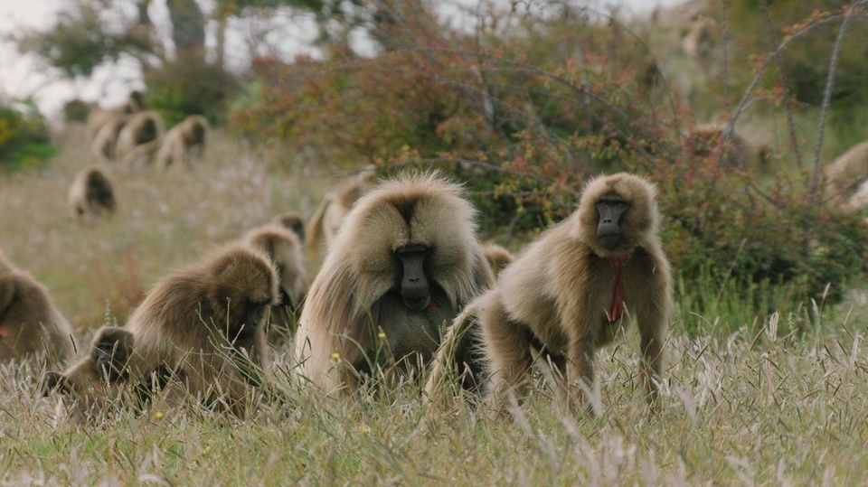 Dokument Gangy v&nbsp;divočině