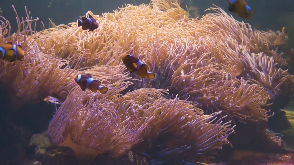 Aquariums