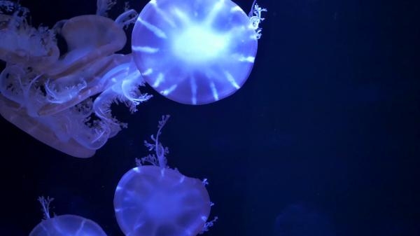 Relaxing jellyfish