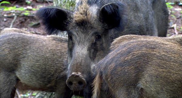 Dzik: wielki powrót