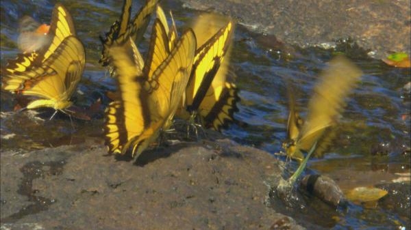 Společenství hmyzu