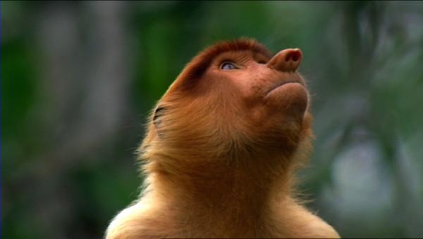 Destination Wild: Indonesia