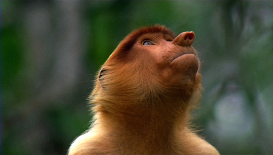 Najlepsze indonezyjskie natura online