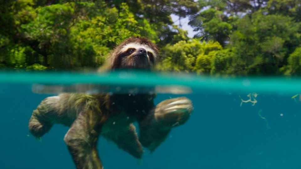 Documentary Planet Earth