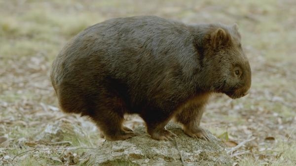 Secret Life of the Wombat