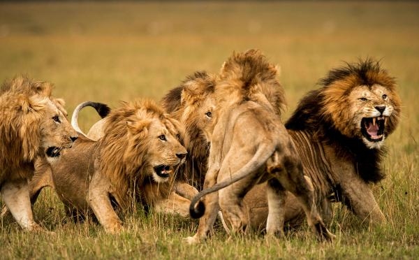 Nature's Warriors