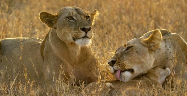 Serengeti: Sudbina