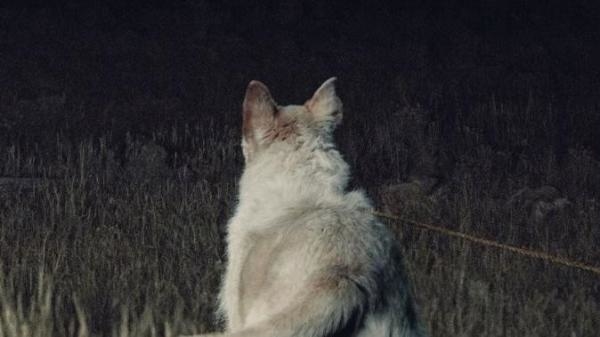 It Comes at Night