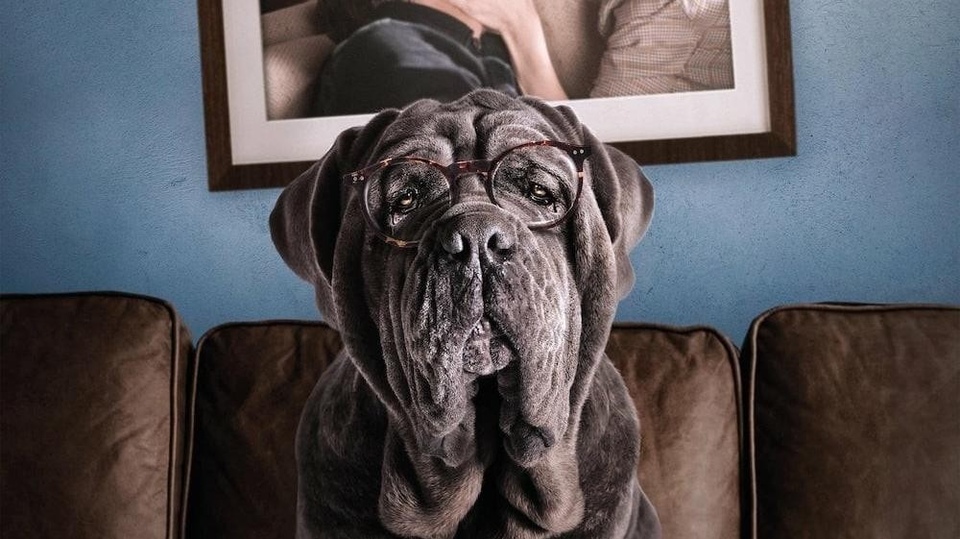 Film Mon chien Stupide