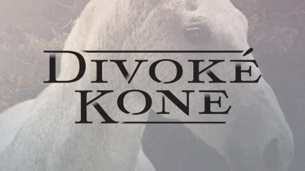 Divoké kone