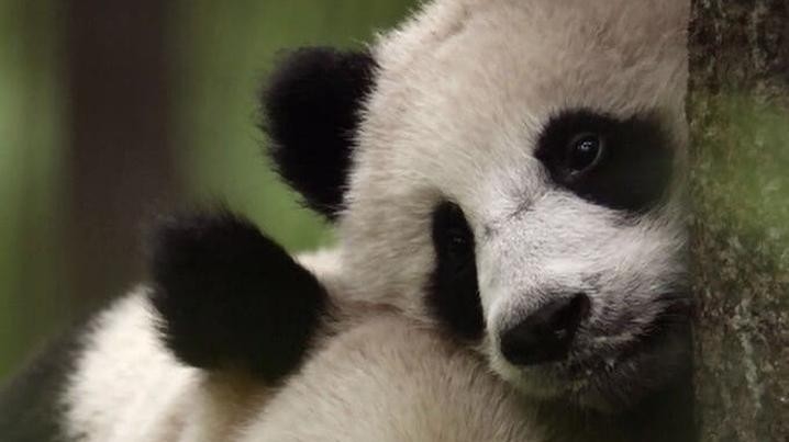 Документ Chiny: starodawne królestwo przyrody