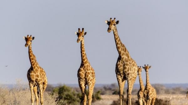 Ochrancovia divočiny