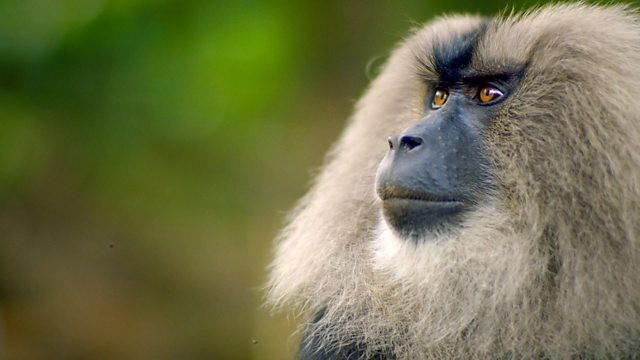 Dokument Primates, affaires de famille