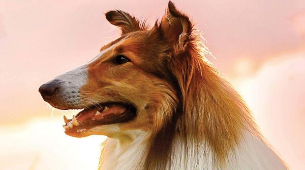 Lassie se vrací