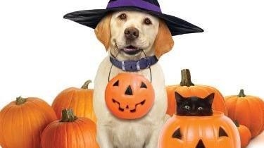 Pes, který zachránil Halloween