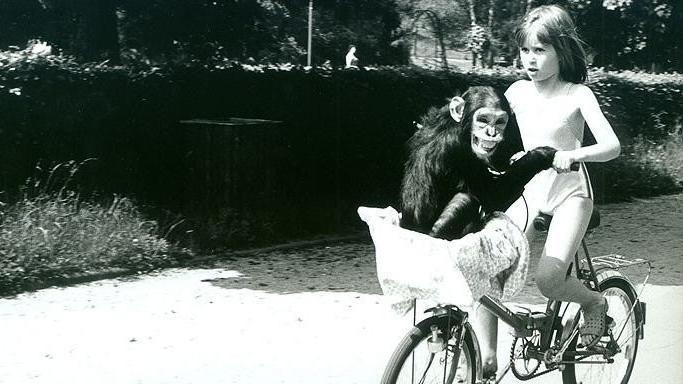Safari