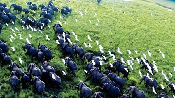 Serengeti