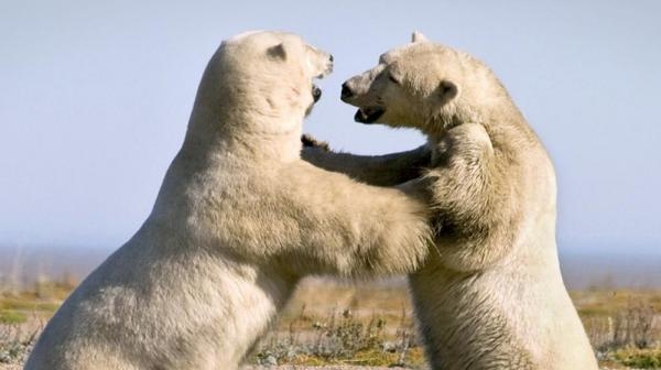 Frozen Planet